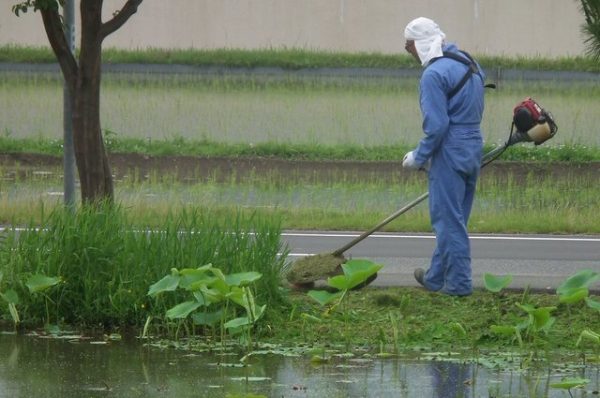 Taglio dell'erba con decespugliatore